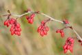 Berberis vulgaris